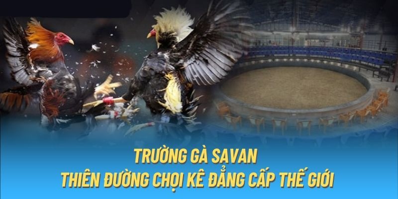 Trường Gà Savan tại king88