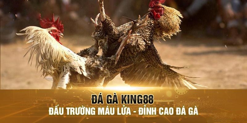 Vài nét về đá gà KING88