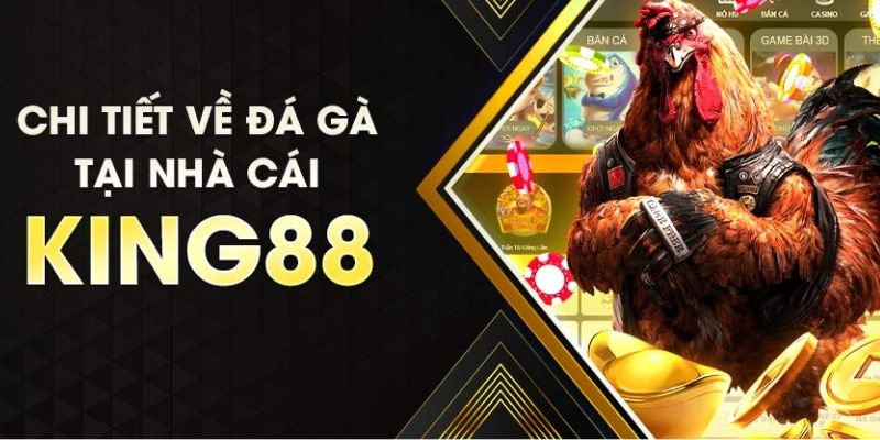 Đá gà truyền thống KING88